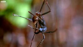 دنیای حیوانات  قیام ارتش مورچه ها در جنگل  Army Ants Rampage The Forest