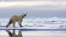 دنیای حیوانات  کمین کردن خرس قطبی گرسنه برای فوک  Hungry Polar Bear Ambushes