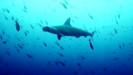 دنیای حیوانات  مردی به سمت کوسه ها شنا می کند  Man Who Swims Towards Sharks