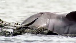 دنیای حیوانات  آمدن دلفین ها به ساحل برای غذا خوردن  Dolphins Beach To Feed
