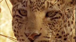 دنیای حیوانات  سرقت پلنگ جوان برای مادر  Young Leopard Steals Kill From Mother