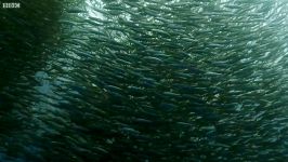 دنیای حیوانات  ساردین ها بهترین غذا برای نهنگ کوسه  Sardine Feeding Frenzy