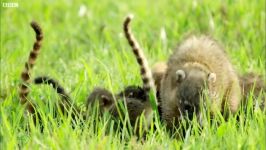 دنیای حیوانات  مبارزه کوآتی جوان نوعی جونده شاهین  Young Coati vs Hawk