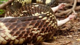 دنیای حیوانات  مار قاتل جوندگان جنگلی صحرایی  Snake Kills Rodent