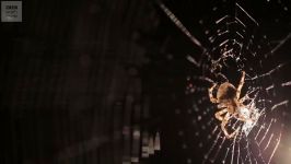 دنیای حیوانات  فیلم شگفت انگیز ساختن تار عنکبوت  Beautiful Spider Web Build