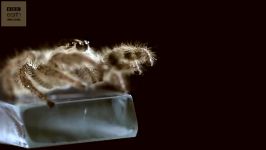 دنیای حیوانات  بزرگ ترین عنکبوت جهنده در جهان  Largest Jumping Spider In World