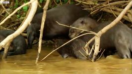 دنیای حیوانات  حمله تمساح به خانواده سمورهای دریایی  Caiman Attacks Otters