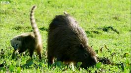 دنیای حیوانات  مبارزه کوآتی کاراکارا برای غذا  Caracara and Coati Fight Food