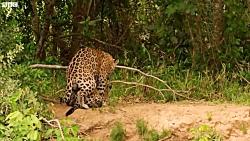 دنیای حیوانات  جفتگیری پلنگ جگوار در جنگل برزیل  Jaguar Mating Wild Brazil