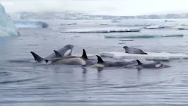 دنیای حیوانات  همکاری نهنگ های قاتل برای شکار فوک  Killer Whales Hunt Seals