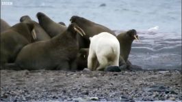 دنیای حیوانات  مبارزه خرس قطبی فیل دریایی  Polar Bear vs Walrus