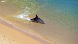 دنیای حیوانات  به ساحل آمدن دلفین ها  Hydroplaning Dolphins