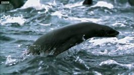 دنیای حیوانات  ساحل دریا خطر حمله کوسه سفید  White Shark Attack And Breach