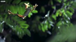 دنیای حیوانات  قورباغه های درختی پرنده  Gliding Leaf Frogs