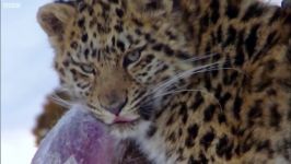 دنیای حیوانات  پلنگ بسیار زیبای آمور  The Amur Leopard