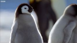 دنیای حیوانات  مبارزه جوجه پنگوئن برای بقا  Penguin Chicks Struggle To Survive