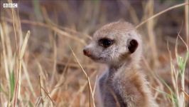 دنیای حیوانات  بازگشت میرکت زخمی به خانه  Snake bitten Meerkat Returns Home