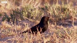 دنیای حیوانات  سرقت غذای میرکت توسط پرنده  Bird tries to steal Meerkat pup