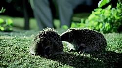 دنیای حیوانات  جفتگیری جوجه تیغی ها مراقبت عالی  Hedgehogs Mating With Care