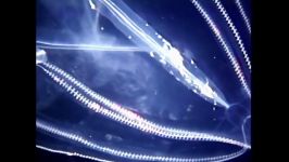 دنیای حیوانات  عروس دریایی درخشان در اعماق اقیانوس  Strange Jellyfish Glowing