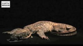 دنیای حیوانات  فیلم عجیب تجزیه مارمولک مانیتور  Monitor Lizard Decomposition