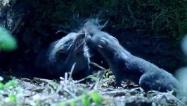 دنیای حیوانات  مبارزه موش های وحشی برای جفتگیری  Shrews Fight For Mating