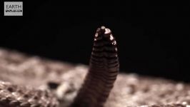 دنیای حیوانات  دُم شگفت انگیز مار زنگی  Slow Motion Rattlesnake Tail