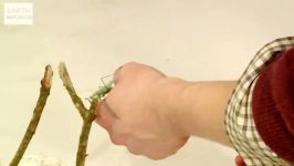 دنیای حیوانات  حمله شگفت انگیز آخوندک به طعمه خود  Praying Mantis Attack