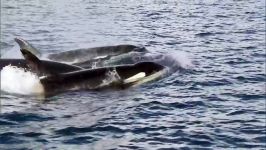 دنیای حیوانات  حمله نهنگ های قاتل  Killer Whales Attack Minke