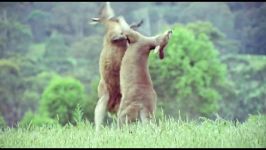 دنیای حیوانات  مبارزه کانگوروها برای جفتگیری  Kangaroos Fight For A Mate