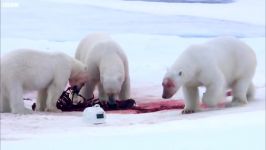 دنیای حیوانات  بازی کردن خرس قطبی دوربین مخفی  Polar Bears Play Spy Cam