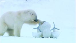 دنیای حیوانات  خرس قطبی دوربین مخفی در کولاک  Polar Bear Blizzard Spy Camera