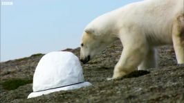 دنیای حیوانات  خراب کردن دوربین مخفی توسط خرس قطبی  Polar Bear destroy spy cam