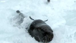 دنیای حیوانات  حقه شیر دریایی غول پیکر برای شکار پنگوئن  Sea Lion