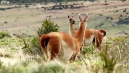 دنیای حیوانات  مبارزه وحشیانه شترهای بی کوهان برای رهبری  Brutal Guanaco fight