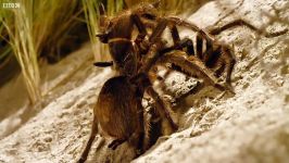 دنیای حیوانات  کنده شدن سر عنکبوت در جفتگیری عجیب غریب  Tarantula Mating