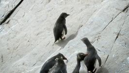 دنیای حیوانات  صخره نوردی پنگوئن های هیلاریوس  Hilarious Penguins Learn Climb