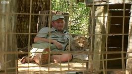 دنیای حیوانات  توله یوزپلنگ در مقابل خارپشت  Cute Cheetah cub versus Warthog