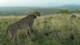 دنیای حیوانات  حمله شیر به برادران یوزپلنگ  Cheetah brothers attacked by Lion