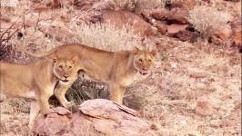 دنیای حیوانات  نجات شیر جوان دست روستایی های عصبانی  Young Lioness Saved