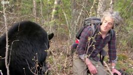 دنیای حیوانات  دوستی خرس سیاه وحشی  Bear Gives a Warning Bite