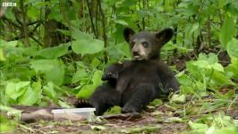 دنیای حیوانات  نمایش غریزه بقا در توله خرس سیاه  Black Bear cub shows survival