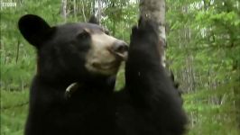 دنیای حیوانات  گم شدن توله خرس کوچک در طوفان  Small bear cub lost in storm