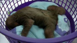 دنیای حیوانات  نجات دادن بچه میمون تنبل یتیم  Tiny orphan baby sloth rescued