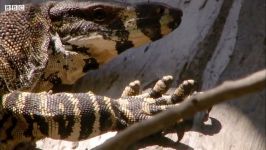 دنیای حیوانات  مبارزه صاریغ مارمولک مانیتور  Possum fights Monitor Lizard