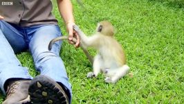 دنیای حیوانات  دوست شدن در یتیم خانه میمون ها  Baby monkeys friends orphanage