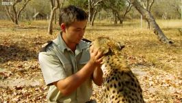 دنیای حیوانات  تمرین یوزپلنگ ها برای رهاسازی در طبیعت  Cheetah Release Wild