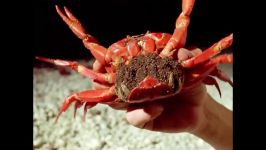 دنیای حیوانات  در میان یک میلیون خرچنگ قرمز  One Hundred Million Crabs