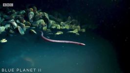 دنیای حیوانات  مارماهی سمی در آب های شور  Eel Suffers Toxic Shock