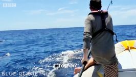 دنیای حیوانات  پشت صحنه کلیپ اسپرم نهنگ  Behind the Scenes of Sperm Whale Cam